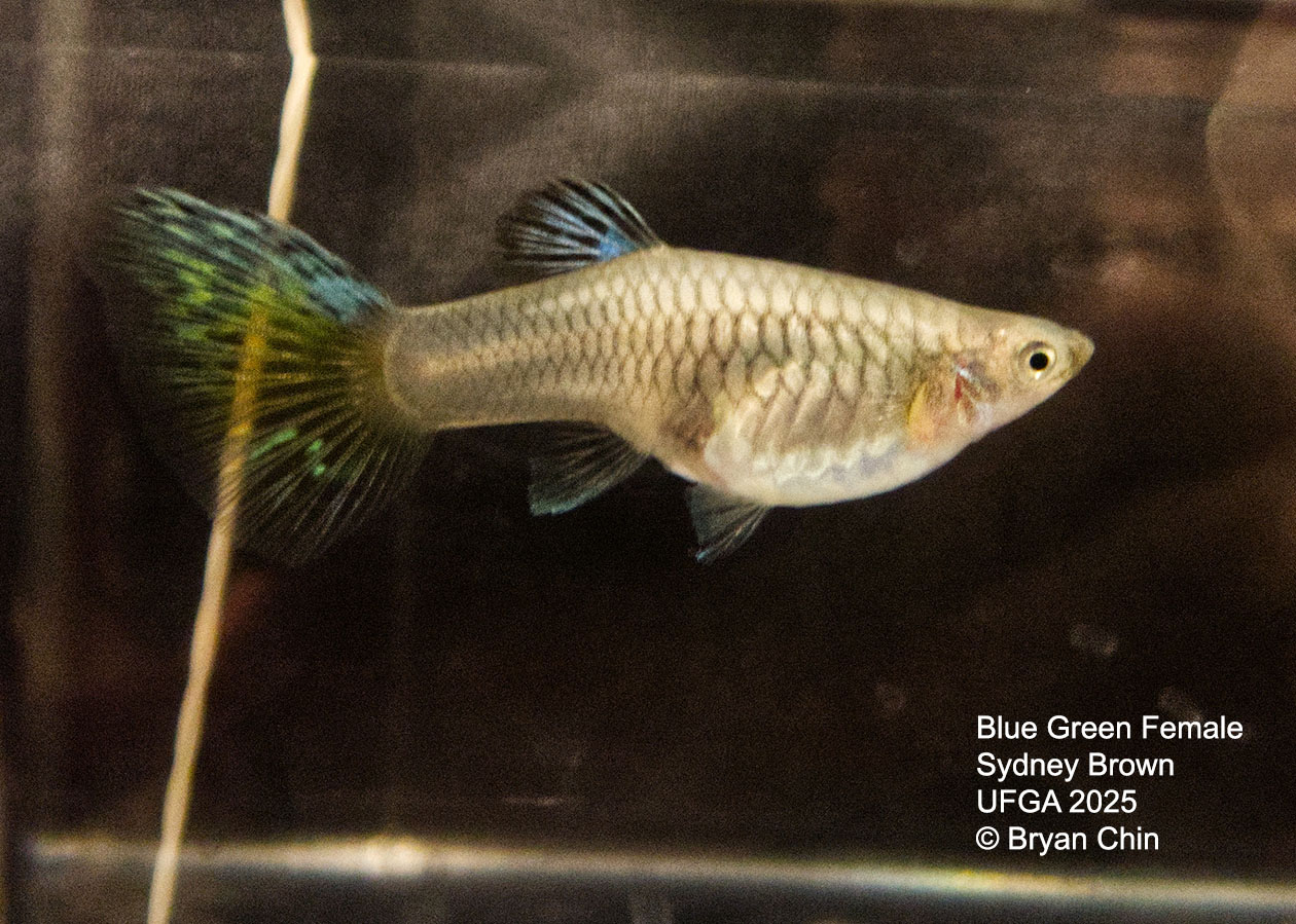 Guppy Female  Blue Green